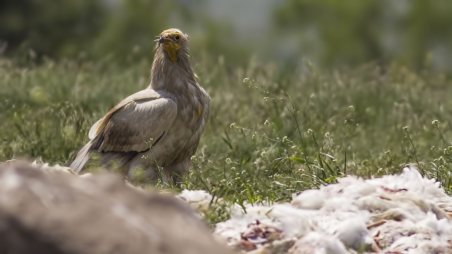 Egyptian Vulture